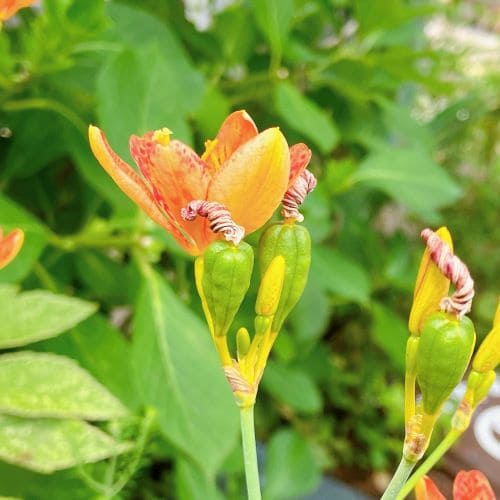 ヒオウギの花がらと膨らみ始めた実